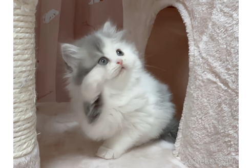 成約済の愛媛県のミヌエット-71141の6枚目